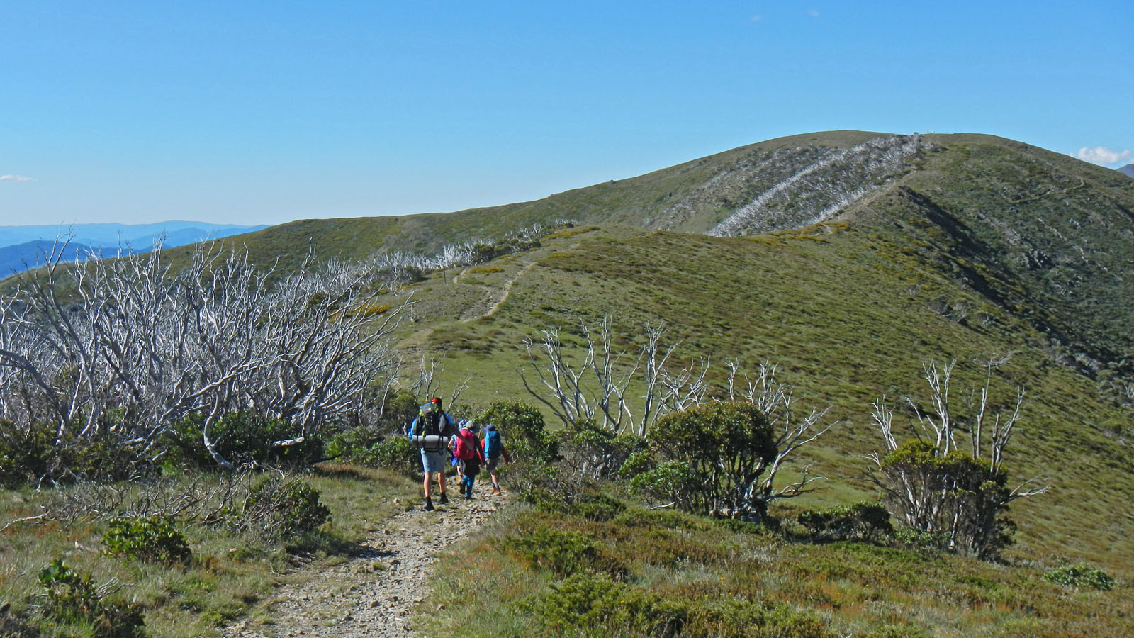 razorback-feathertop_01