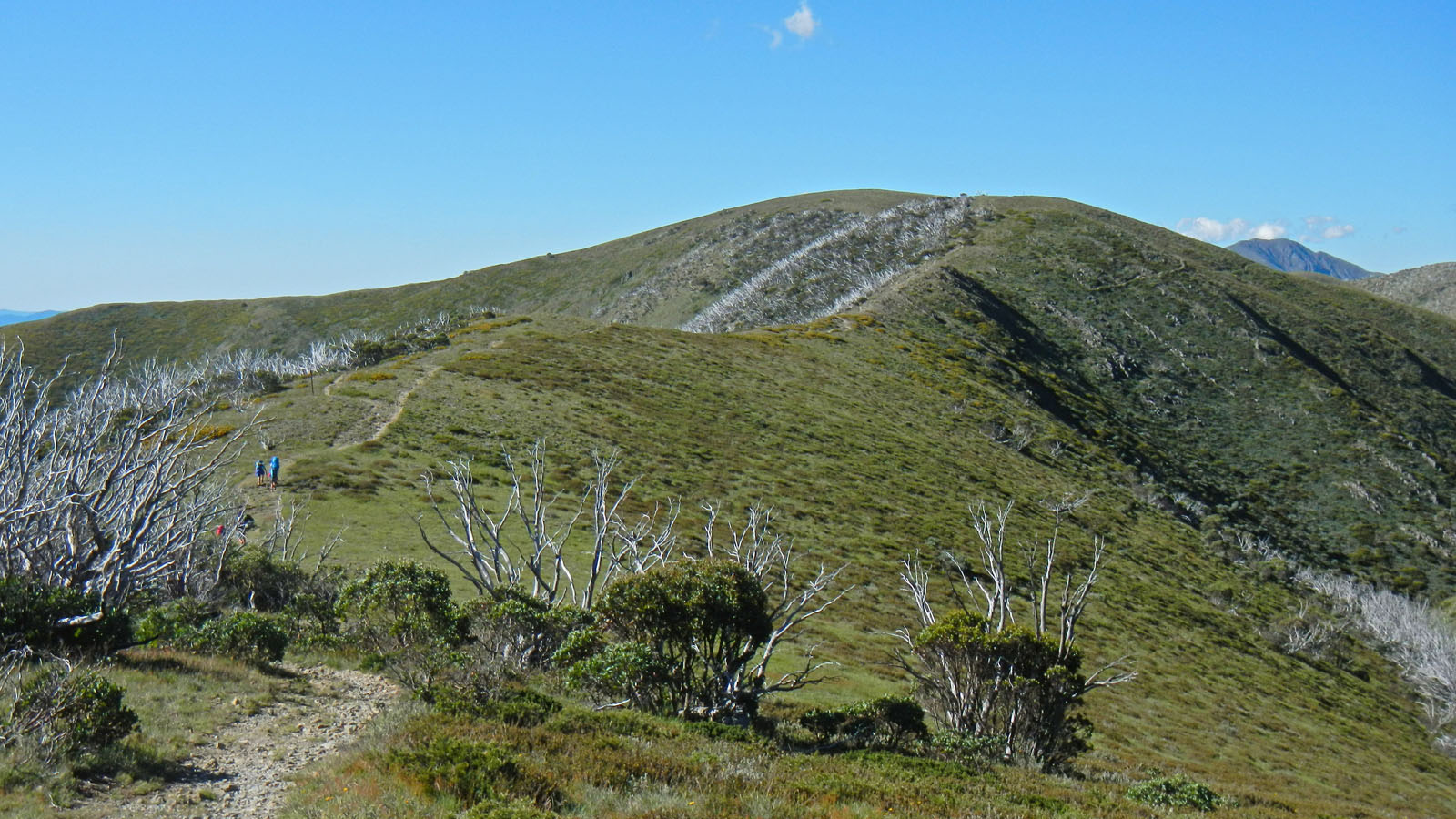 razorback-feathertop_02