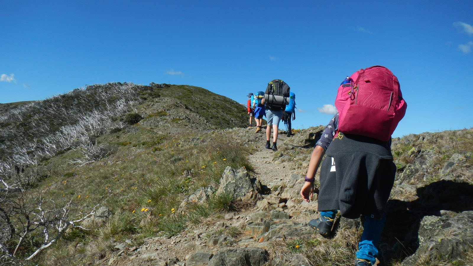 razorback-feathertop_04