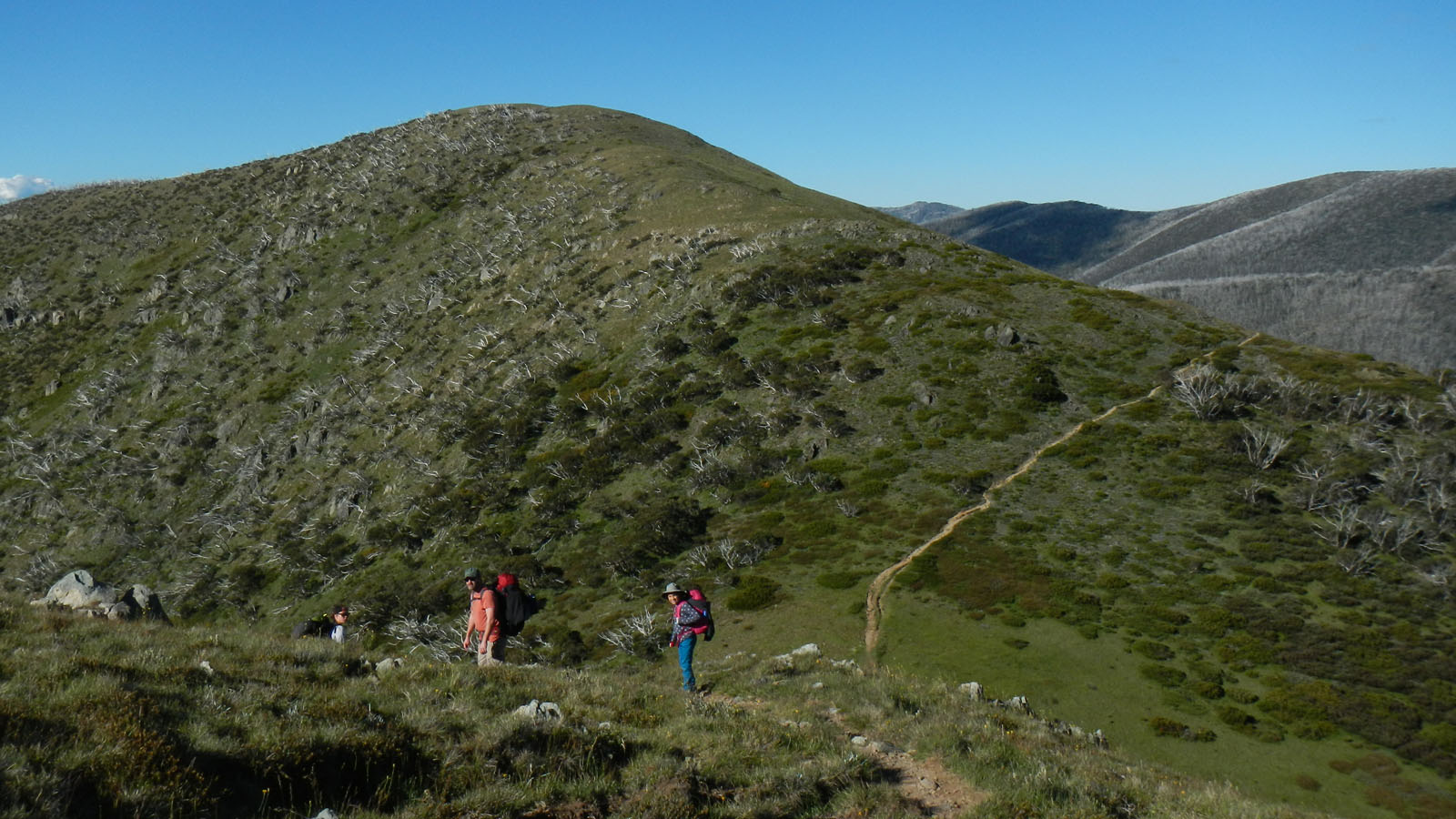 razorback-feathertop_06