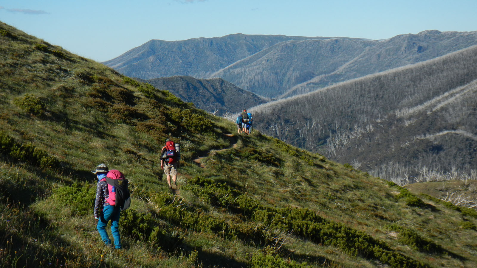 razorback-feathertop_09