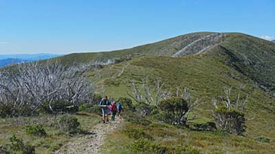 razorback-feathertop_01