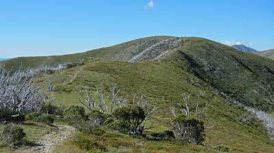 razorback-feathertop_02