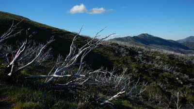 razorback-feathertop_10