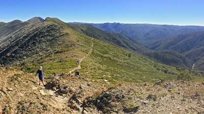 razorback-feathertop_14