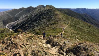 razorback-feathertop_15