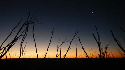 razorback-feathertop_19