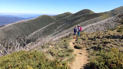 razorback-feathertop_21