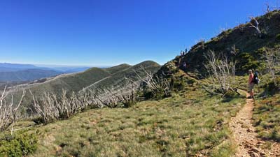 razorback-feathertop_22