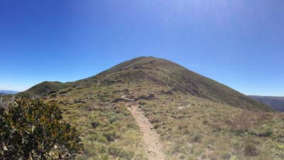 razorback-feathertop_23
