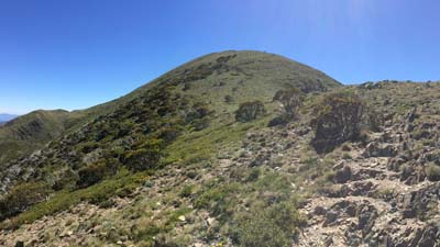 razorback-feathertop_24