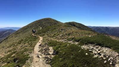 razorback-feathertop_25