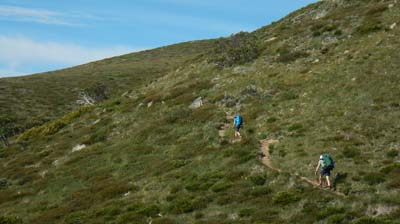 razorback-feathertop_36
